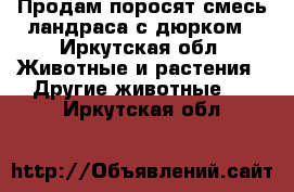 Продам поросят смесь ландраса с дюрком - Иркутская обл. Животные и растения » Другие животные   . Иркутская обл.